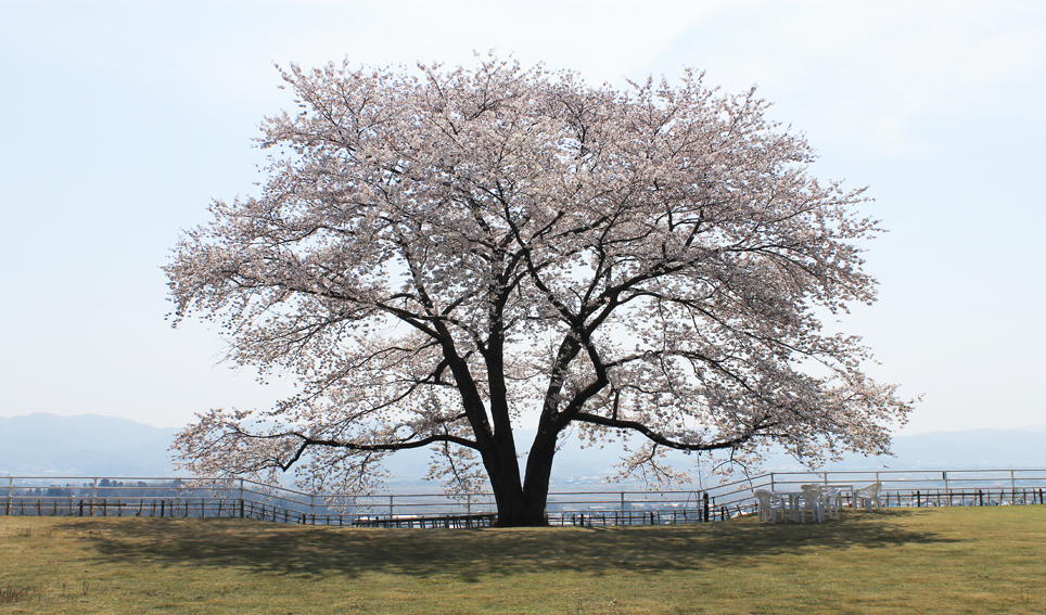 桜