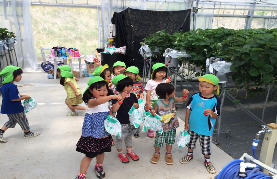 刈羽保育園イチゴ狩り3