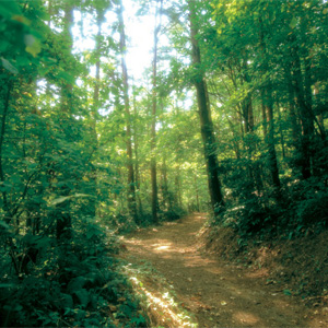 勝山城址遊歩道